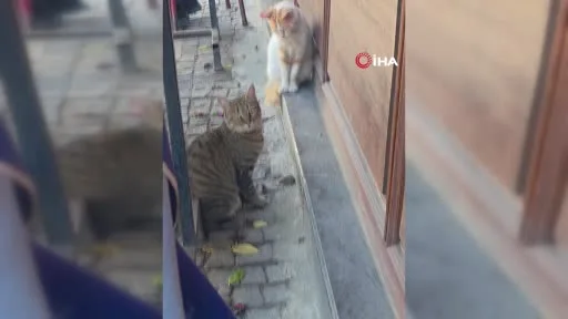 Bir kedi, fareyi diğer kediden korudu