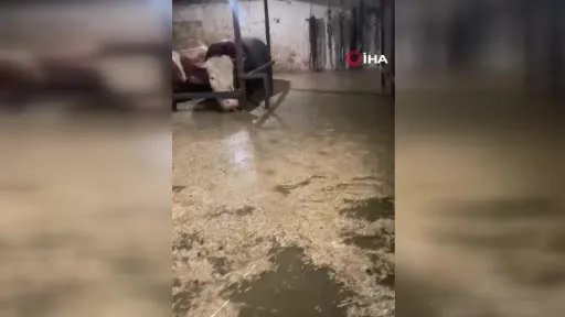 Sular altında kalan ahırdaki hayvanların bekleyişi kamerada