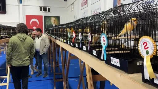 Dünyanın en prestijli kanaryaları Edremit’te yarıştı: