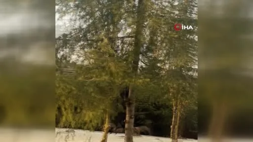 Büyükçekmece’de domuz sürüsü yol kenarına indi