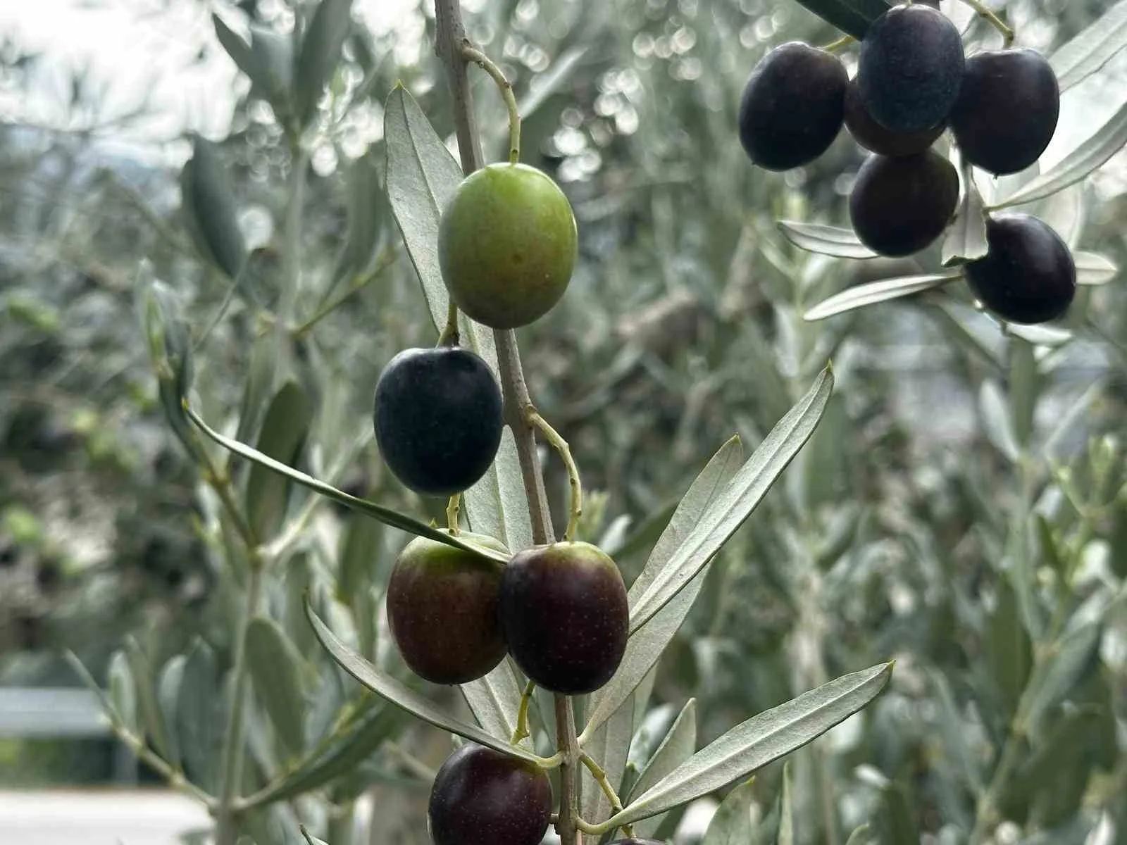 Bursa’da bu sezon 165 bin ton sofralık, 125 bin ton yağlık zeytin bekleniyor