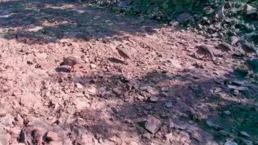 Ganos Dağları’nda keklik sürüsü fotokapanlara yansıdı