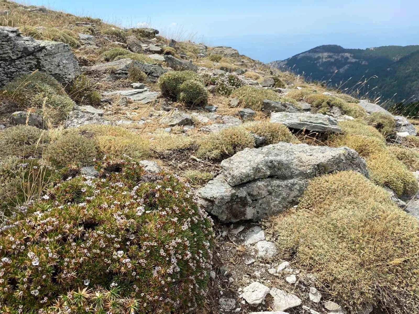 Kaz Dağları’nda yeni bir böcek türü daha keşfedildi