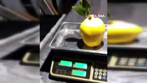 Dalların altın sarısı tartıyı zorladı