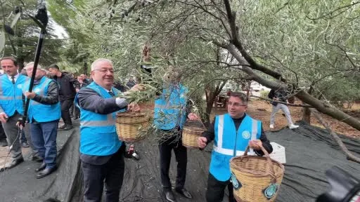 Edremit’te Akademik Zeytin Hasat Şenliği düzenlendi