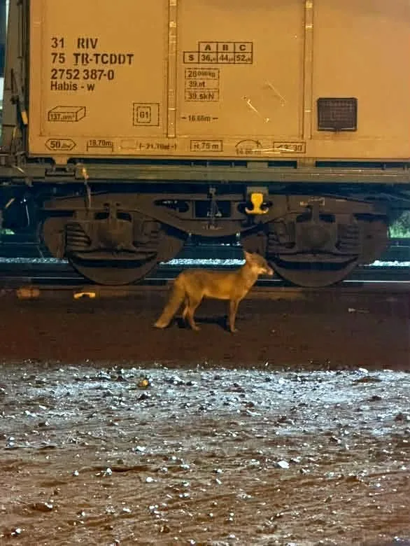 Muratlı’da tilki hareketliliği: Tren istasyonu yakınında görüldü