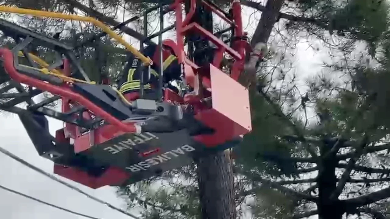 Ağaçta mahsur kalan kediyi itfaiye kurtardı
